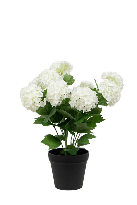 Flower Bouquets Hospital Approved